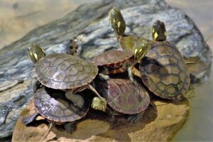 terrario-para-tortugas