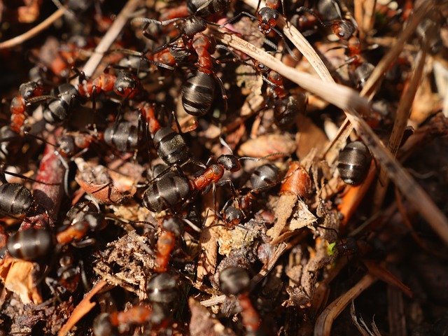 granja-de-hormigas-para-niños