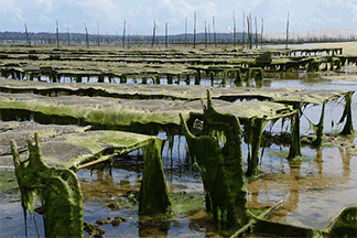 Acuicultura