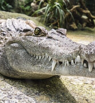 animales-ectotermos-cocodrilo